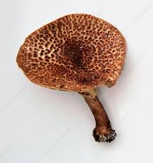 Attēlu rezultāti vaicājumam “Lepiota aspera”