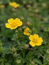 Attēlu rezultāti vaicājumam “Potentilla reptans flower”
