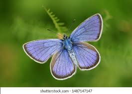 Attēlu rezultāti vaicājumam “Cyaniris semiargus”