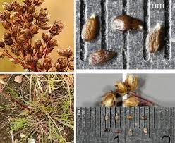 Attēlu rezultāti vaicājumam “Artemisia campestris bud”