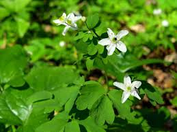 Attēlu rezultāti vaicājumam “Isopyrum thalictroides”