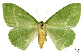 Attēlu rezultāti vaicājumam “Geometra papilionaria”