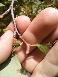 Attēlu rezultāti vaicājumam “Alnus incana bud”