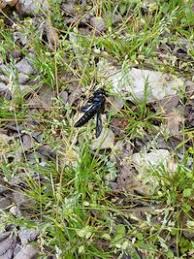 Attēlu rezultāti vaicājumam “Cimbicidae”