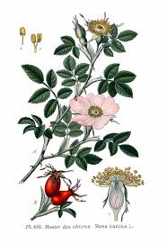 Image result for Rosa canina