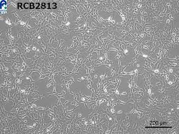 Attēlu rezultāti vaicājumam “Bryum funkii cells”
