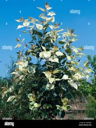 Attēlu rezultāti vaicājumam “Populus x jackii”