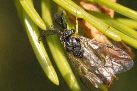 Attēlu rezultāti vaicājumam “Gilpinia”