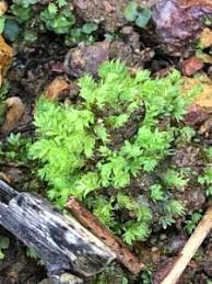 Attēlu rezultāti vaicājumam “Fissidens adianthoides sporophyte”