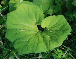 Image result for Petasites officinalis