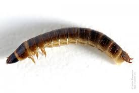 Attēlu rezultāti vaicājumam “Denticollis linearis”