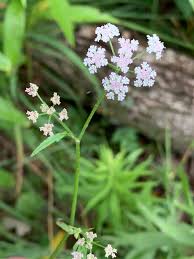 Attēlu rezultāti vaicājumam “Torilis japonica leaf”