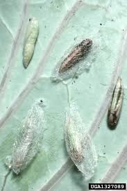 Attēlu rezultāti vaicājumam “Scardia boletella pupa”