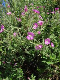 Attēlu rezultāti vaicājumam “Epilobium hirsutum”