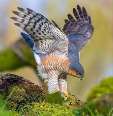 Attēlu rezultāti vaicājumam “Accipiter nisus male”