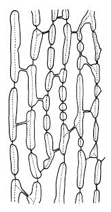 Attēlu rezultāti vaicājumam “Dicranum leioneuron”