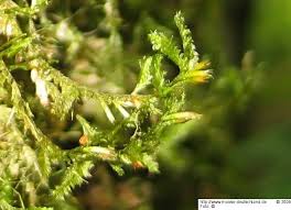 Attēlu rezultāti vaicājumam “Neckera pennata”