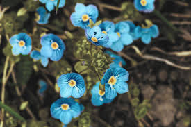 Attēlu rezultāti vaicājumam “Veronica chamaedrys flower”