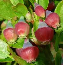 Attēlu rezultāti vaicājumam “Vaccinium myrtillus flower”
