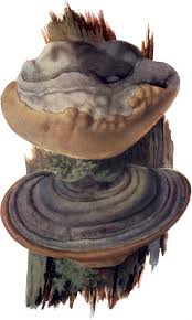 Attēlu rezultāti vaicājumam “Phellinus igniarius”