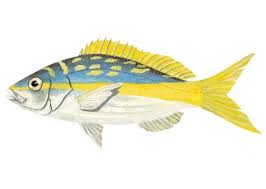 Image result for Ocyurus chrysurus