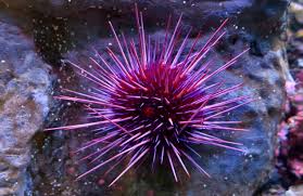 Image result for Mesocentrotus franciscanus