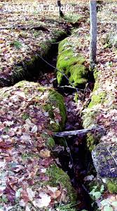 Attēlu rezultāti vaicājumam “Timmia megapolitana”