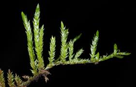 Attēlu rezultāti vaicājumam “Callicladium haldanianum”