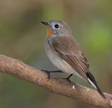 Image result for Ficedula albicilla