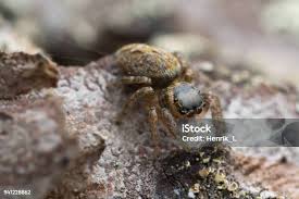 Attēlu rezultāti vaicājumam “Evarcha falcata female”