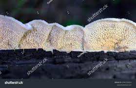 Attēlu rezultāti vaicājumam “Phlebia tremellosa”