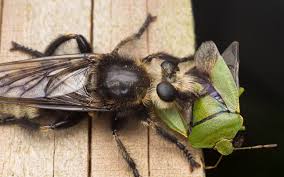 Attēlu rezultāti vaicājumam “Laphria gibbosa”