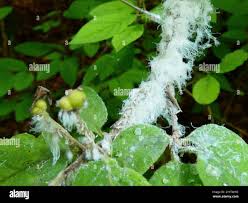 Attēlu rezultāti vaicājumam “Prociphilus xylostei”