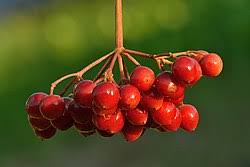 Attēlu rezultāti vaicājumam “Viburnum opulus bud”