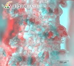 Attēlu rezultāti vaicājumam “Chara tomentosa”