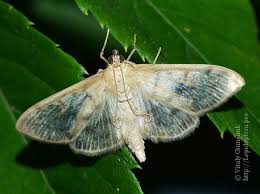 Attēlu rezultāti vaicājumam “Pleuroptya ruralis”