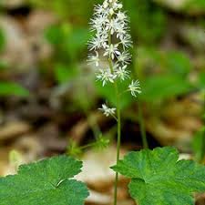 Attēlu rezultāti vaicājumam “Saxifragaceae”