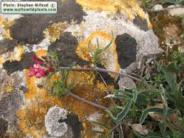 Attēlu rezultāti vaicājumam “Anthyllis maritima”