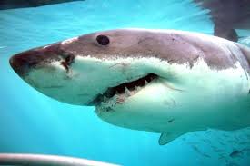 Image result for Carcharodon carcharias