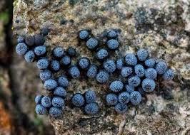 Attēlu rezultāti vaicājumam “Badhamia lilacina”