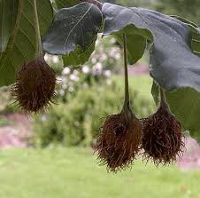 Attēlu rezultāti vaicājumam “Fagus sylvatica fruit”