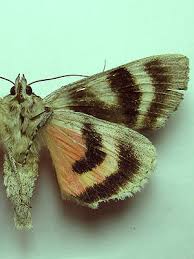 Attēlu rezultāti vaicājumam “Catocala pacta”