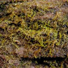 Attēlu rezultāti vaicājumam “Cephalozia catenulata”