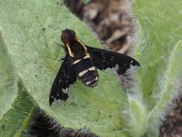 Attēlu rezultāti vaicājumam “Hemipenthes morio”