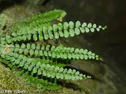 Attēlu rezultāti vaicājumam “Asplenium trichomanes”