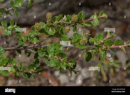 Attēlu rezultāti vaicājumam “Betula nana female flower”