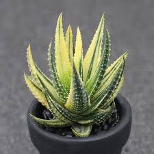 Image result for Haworthia mix