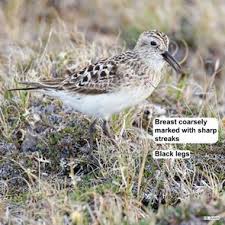 Image result for Calidris bairdii
