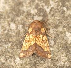 Attēlu rezultāti vaicājumam “Gortyna flavago”