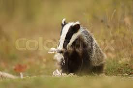 Attēlu rezultāti vaicājumam “Meles meles adult”